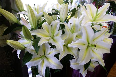 Bouquet of white Lily flowers HD wallpaper | Wallpaper Flare