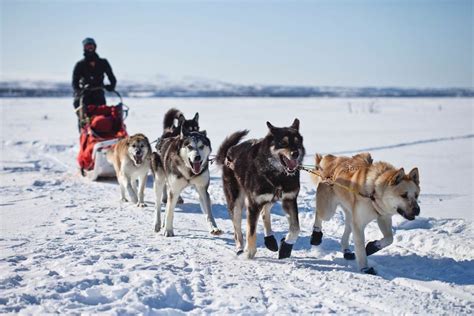 Are Sled Dogs Treated Fairly