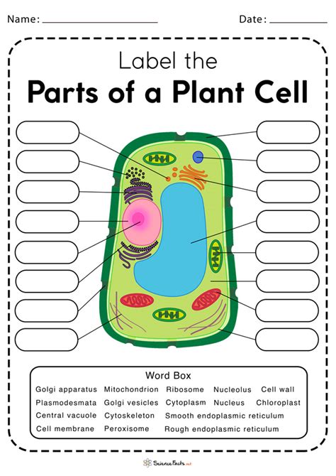 Plant Cell Diagram Worksheet - Printable Word Searches