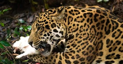 10 Incredible Jaguar Facts - IMP WORLD