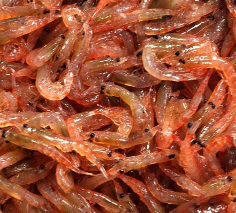 Opinion. Should South Africa Harvest Krill? · Fishing Industry News and ...