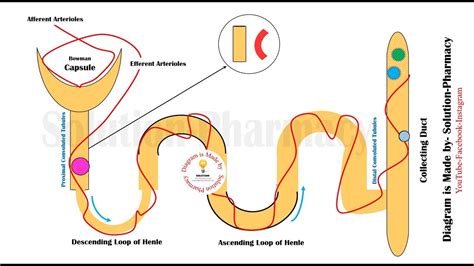 How Osmotic Diuretics Work