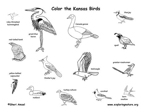 26 best ideas for coloring | Kansas State Bird Coloring Page