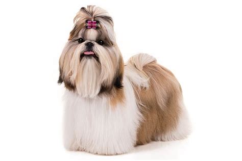 Shih Tzu Dog Breed Information