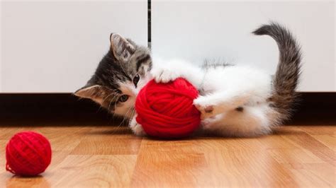 Funny Cats Playing with Yarn Compilation | FunnyCat.TV