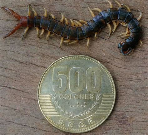 arthropod - Costa Rican Centipede Species - Biology Stack Exchange