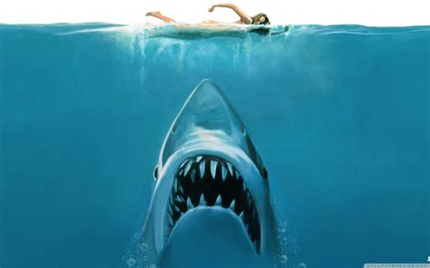 Shark Attack Wallpapers - Top Free Shark Attack Backgrounds - WallpaperAccess