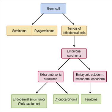 Ovarian Germ Cell Tumors | Basicmedical Key