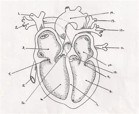 blank heart label Diagram | Quizlet