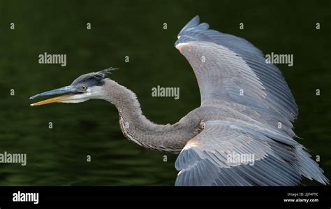 Great Blue Heron Flying Stock Photo - Alamy