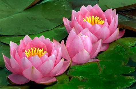 Water lily | Description, Flower, Characteristics, & Facts | Britannica