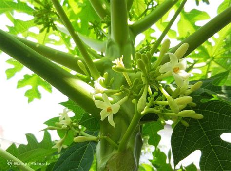 bunga pepaya | Flower pictures, Parts of a flower, Flowers