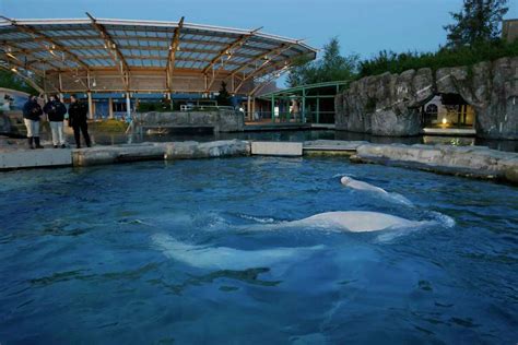 Mystic Aquarium initiative to bring beluga whales from Canada draws excitement, criticism