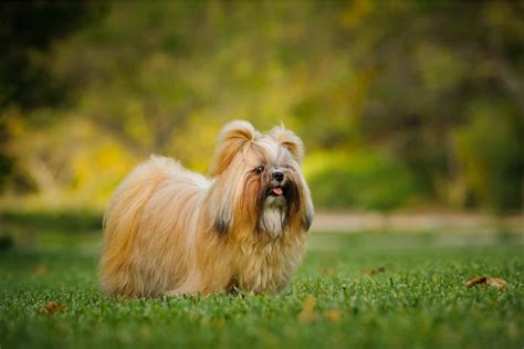 Shih Tzu Colors: The Wonderful Rainbow Of Choices