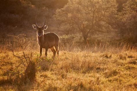 Hartebeest Images – Browse 6,262 Stock Photos, Vectors, and Video ...