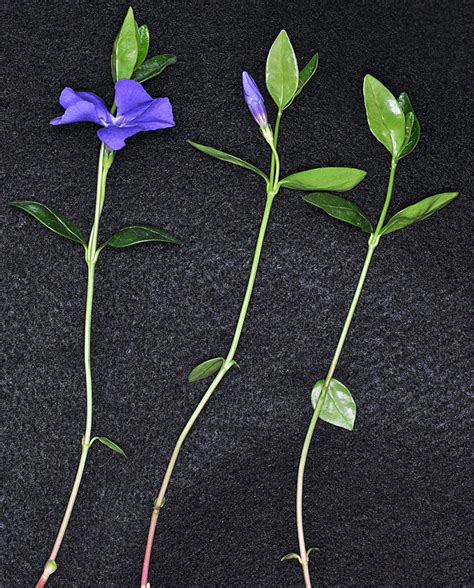 Vinca minor – Flora of Eastern Washington and Adjacent Idaho