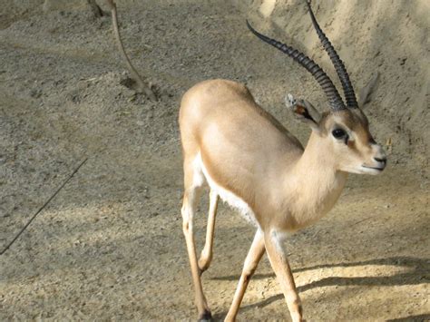 Gazella - Wikidata