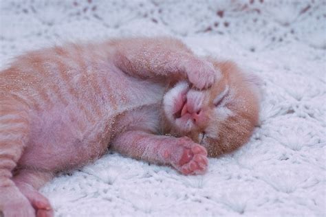 What You Need to Know About Newborn Kitten Care - Catster