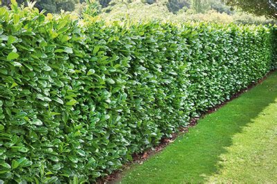 7 Fast-Growing Hedges & Shrubs for Privacy - InstantHedge