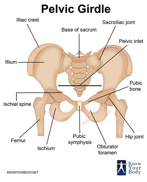 Labeled Diagram Of Pelvic Girdle