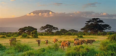 Mount Kilimanjaro National Park - Safari Deal