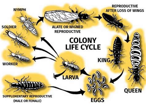 Termite Eggs: What Do Termite Eggs Look Like? [10+ Pictures]