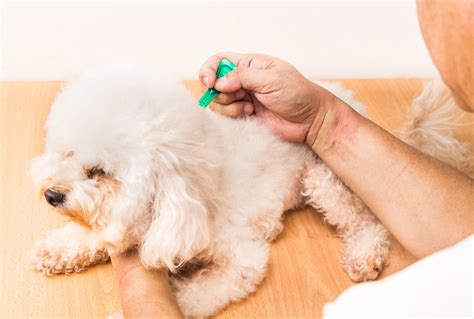 Flea Infestation Guide: How to Kill and Get Rid of Fleas | petMD