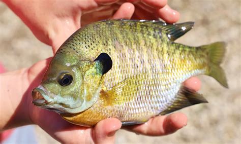 Discover the Largest Bluegill Ever Caught - AZ Animals