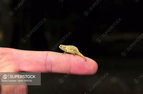 Pygmy chameleon or dwarf chameleon (Brookesia antakarana), for size comparison perched on a ...