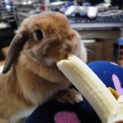 Eat That Banana GIFs - Find & Share on GIPHY