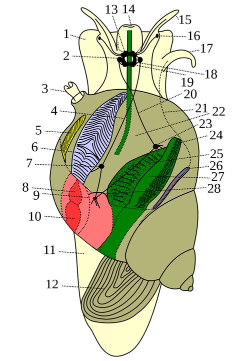 Anatomy of an Aquatic Snail: The Animal Files