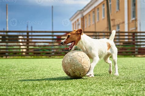 DOg play football on the field 19566461 Stock Photo at Vecteezy