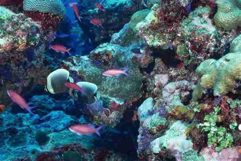 Importance of Coral Reefs in the Marine Ecosystem