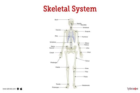 Skeletal System (Human Anatomy): Picture, Functions, Diseases, and Treatments