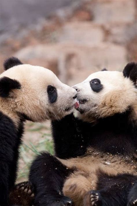 Primping Pandas | Cutest Paw Animals Kissing, Animals And Pets, Baby ...