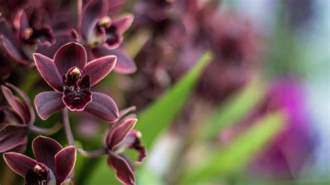 Anggrek Hitam Papua: Kebanggaan Papua yang Perlu Dilindungi - De Orchids