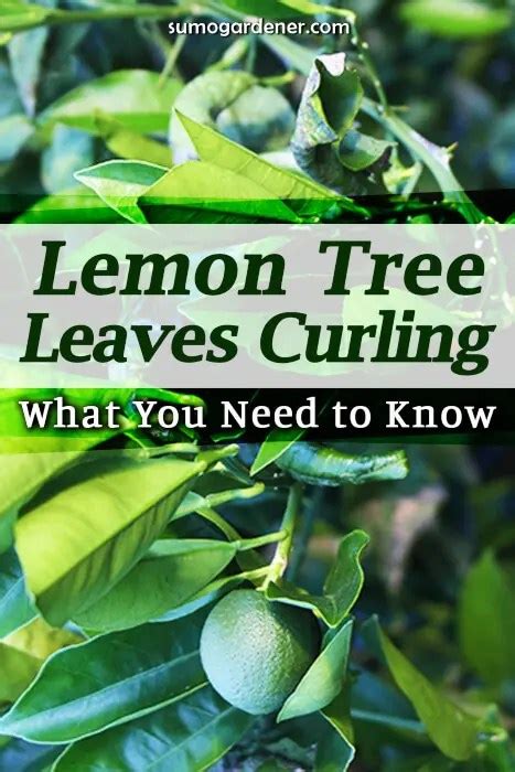 Lemon Tree Leaves Curling: What You Need to Know | Sumo Gardener