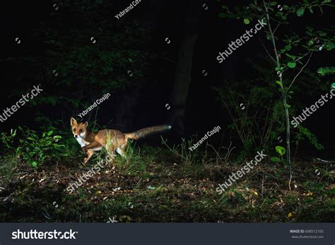 138,566 Wild animals night Images, Stock Photos & Vectors | Shutterstock