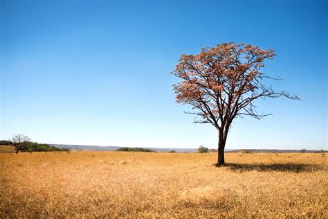 Brazilian Savannah or Cerrado Tree | CicloVivo