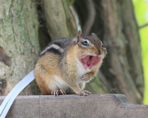 Chipmunk, tired as you R Bud!!! check out my YAWN!!! | Flickr