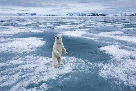 Climate change is shifting polar bears’ Arctic menu, research shows - DVA Data Storage