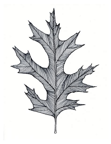 Oak Leaf Print of original Black or Green Pen and Ink Drawing