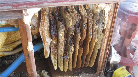 Africanized bee hive under a hot tub. #tucsonaz #africanizedbees # ...