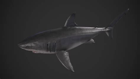 Great White Shark - 3D Model by yn-delmund