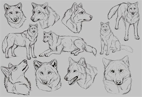 Wolf Cut Drawing Reference