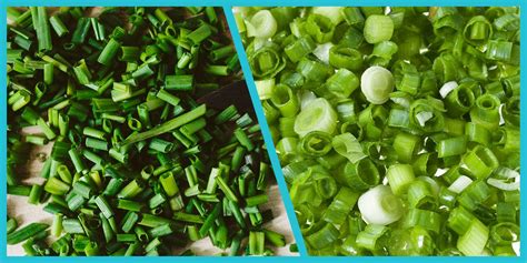 Chives Vs. Green Onions – Chives And Green Onions Differences