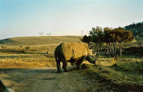 Rhino Roadblock - Patience Is a Virtue - Safari Park North… | Flickr