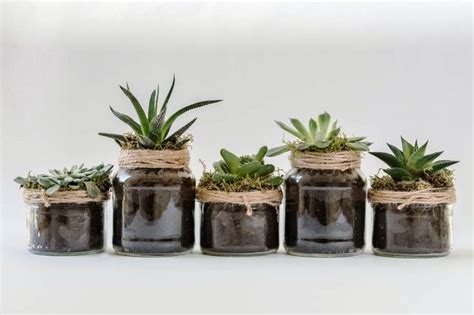 17 Best Succulents for Beginners [Indoors and Outdoors]