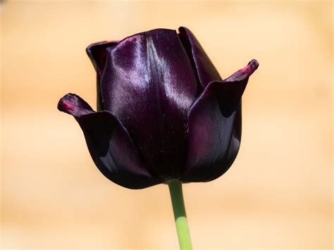 Black Tulip Pictures | Download Free Images on Unsplash