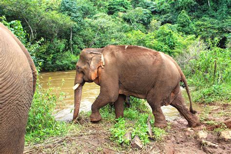 Mondulkiri Elephant & Wildlife Sanctuary